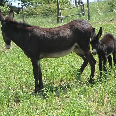 Vakantieboerderij La Tavola Dei Cavalieri Santa Maria Lignano