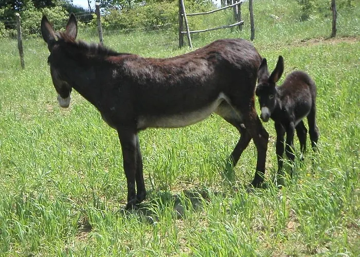 Séjour à la ferme La Tavola Dei Cavalieri Santa Maria Lignano